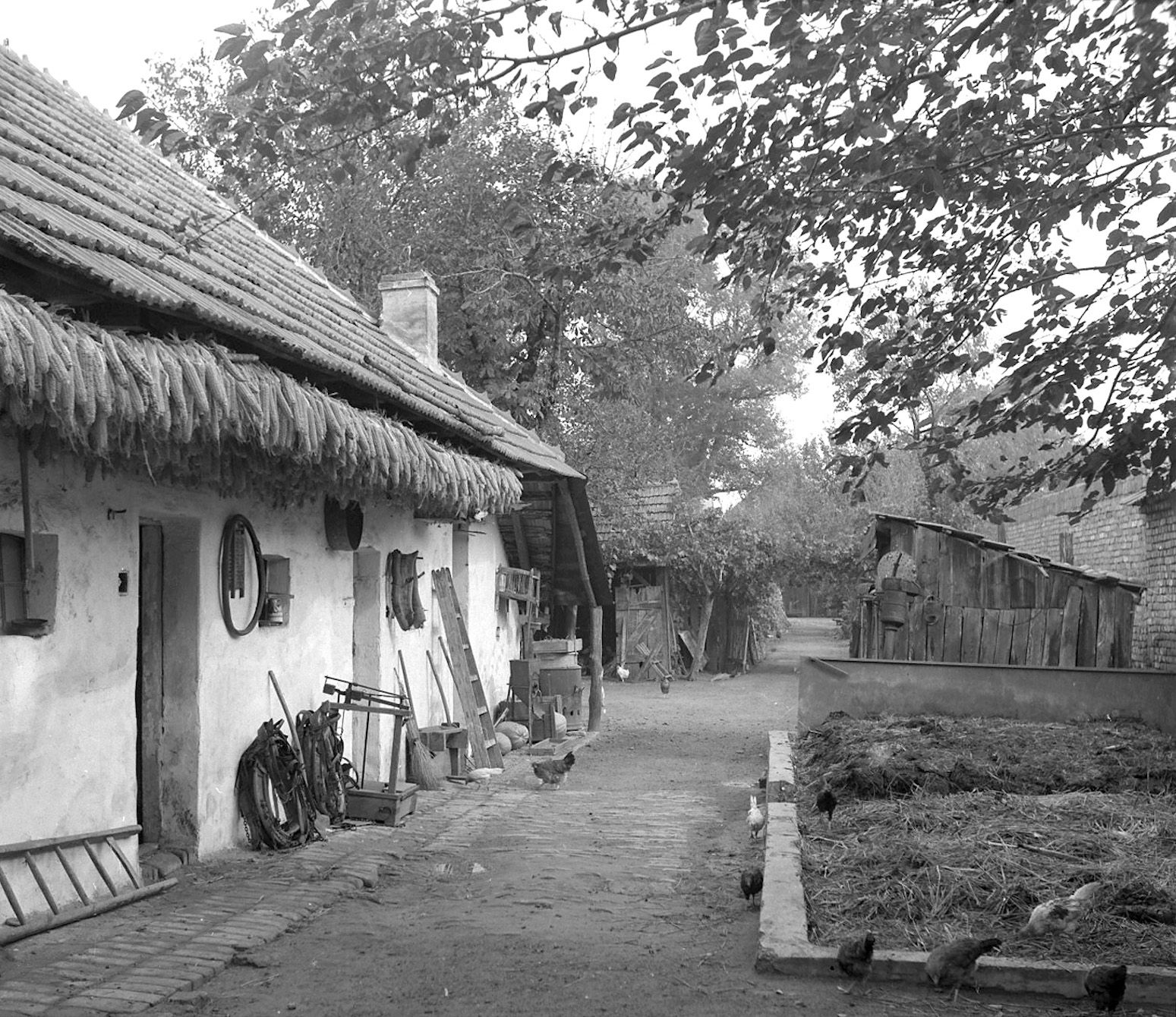 Hospodářské zázemí sedlácké usedlosti, Kostice kol. 1950, foto J. Dostál. Archiv autorky.